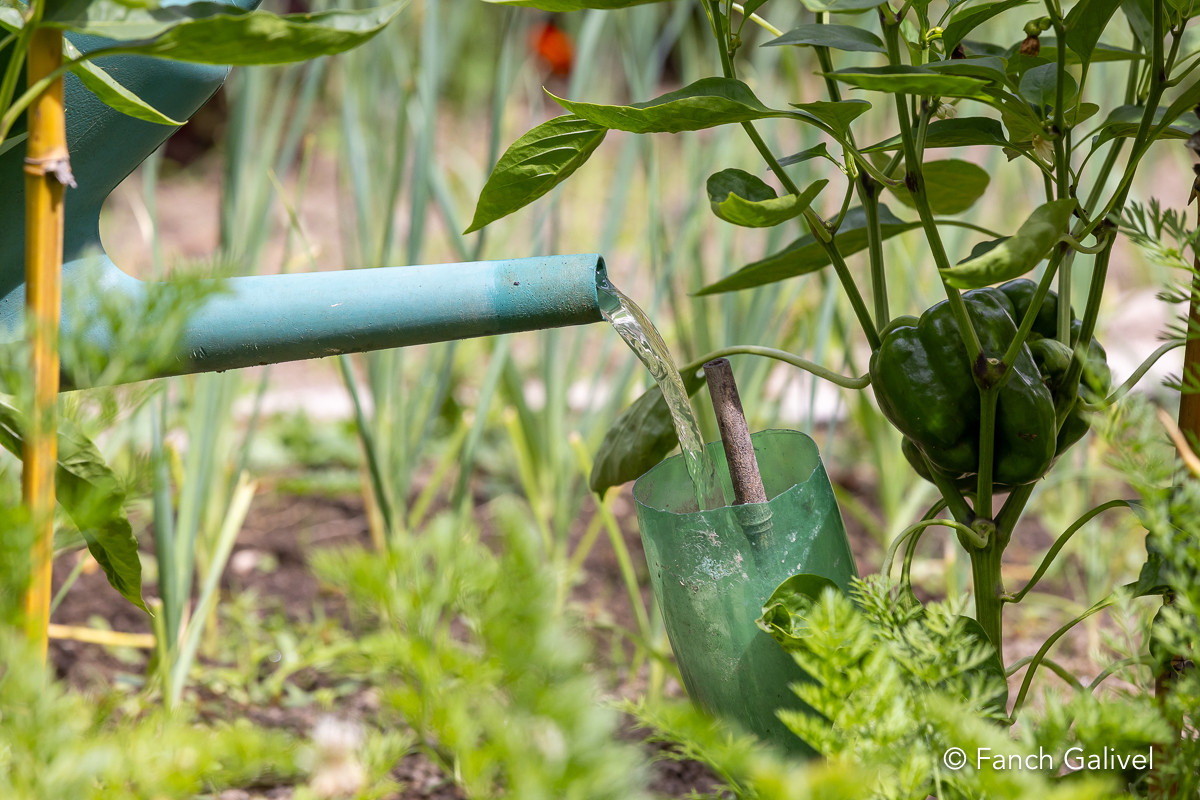 Arrosage des légumes d'un jardin potager avec de l'eau de pluie