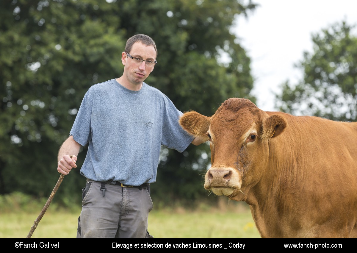 Exploitation agricole de Mr Rault à Corlay (22). Elevage et sélection de vaches Limousines.