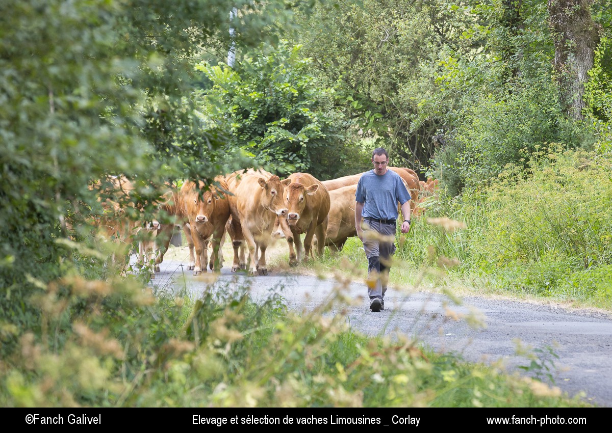 Exploitation agricole de Mr Rault à Corlay (22). Elevage et sélection de vaches Limousines.