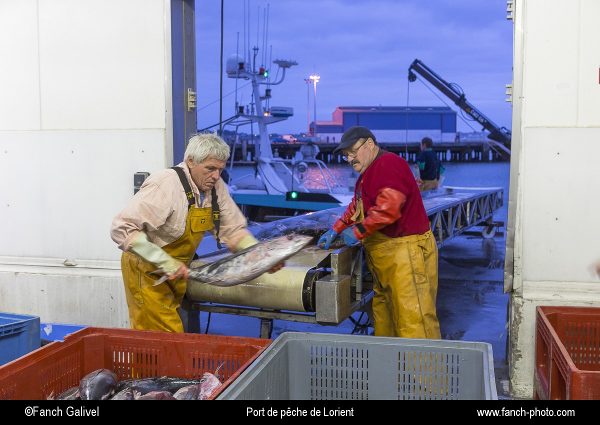 Déchargement de Thon au port de pêche de Keroman à Lorient.