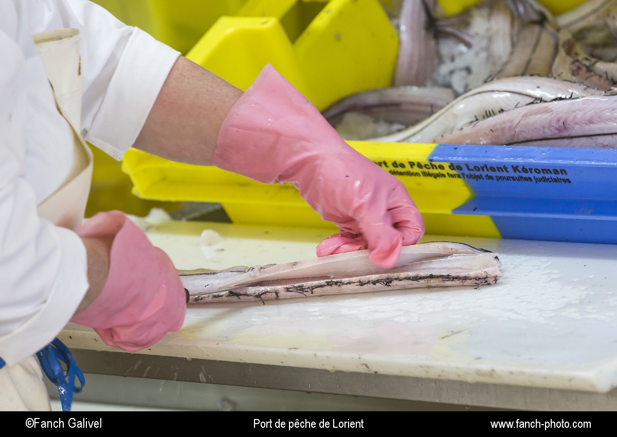Découpe de filets de poisson. Atelier de mareyage " Chalut des deux ports " basée sur le port de pêche de Keroman à Lorient.