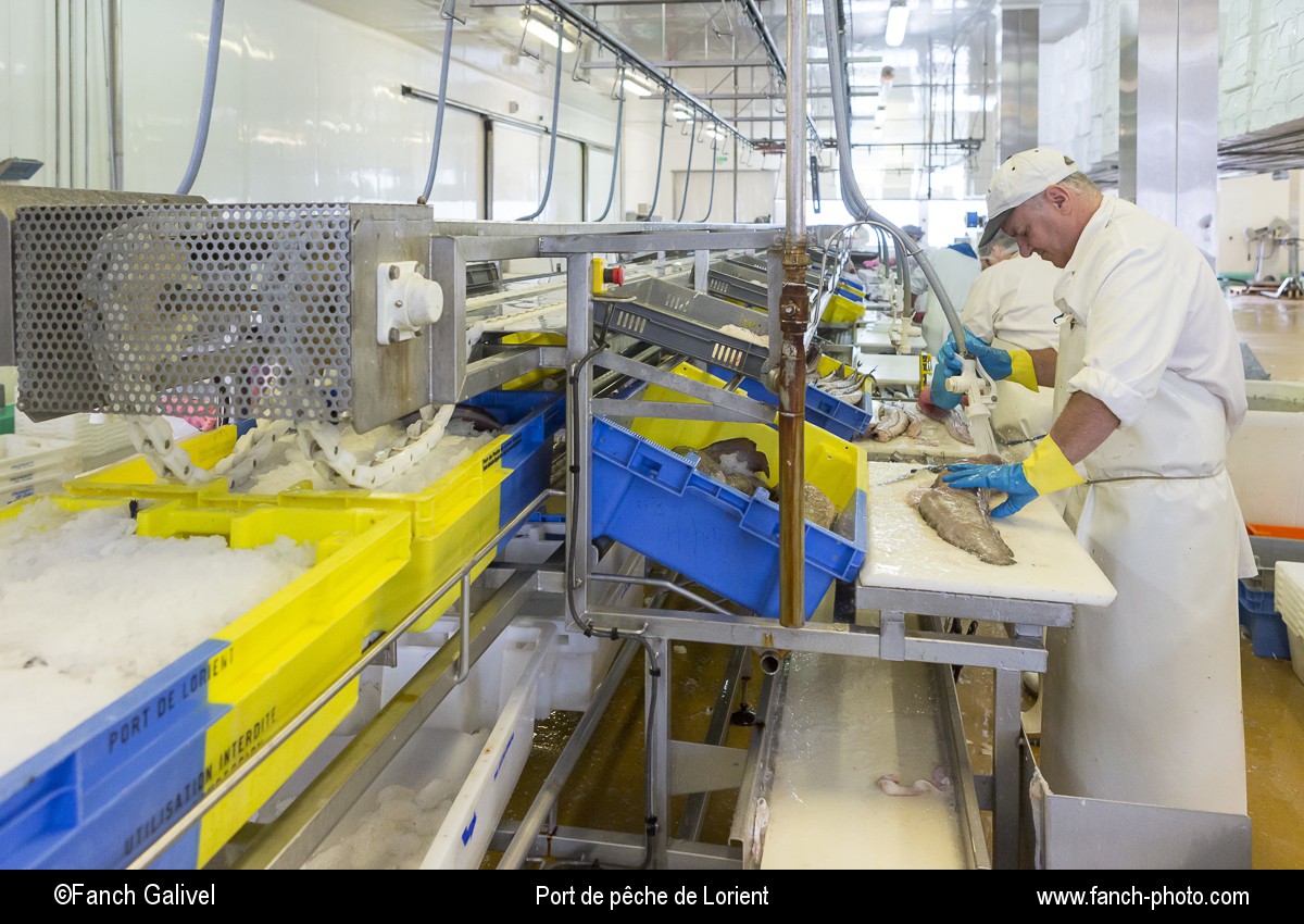 Découpe de filets de poisson. Atelier de mareyage " Chalut des deux ports " basée sur le port de pêche de Keroman à Lorient.