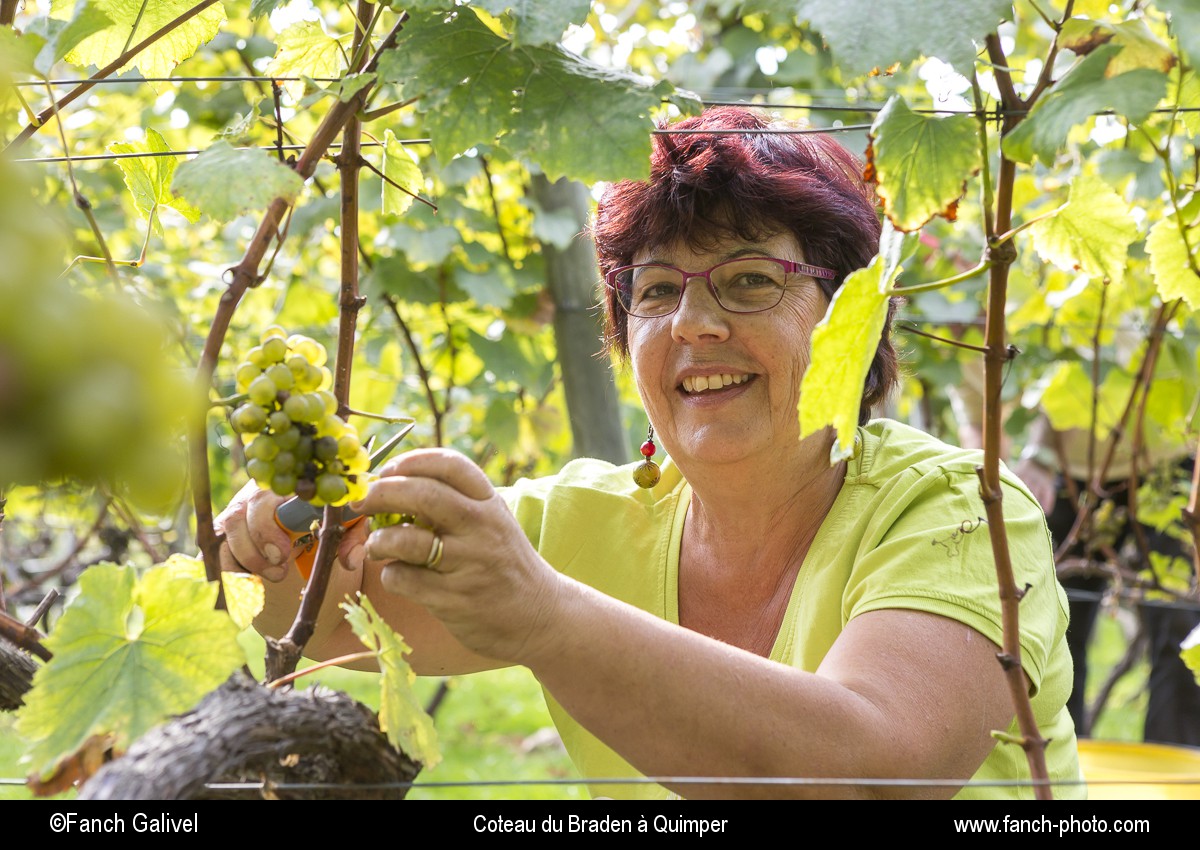 Vendange au domaine du coteau du Braden à Quimper par l'association " les amis de la vigne ".