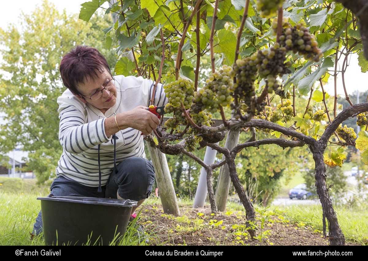 Vendange au domaine du coteau du Braden à Quimper par l'association " les amis de la vigne ".