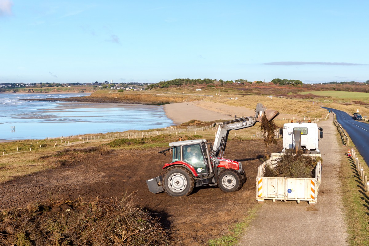 Entretien de la dune grise au Loch_Guidel