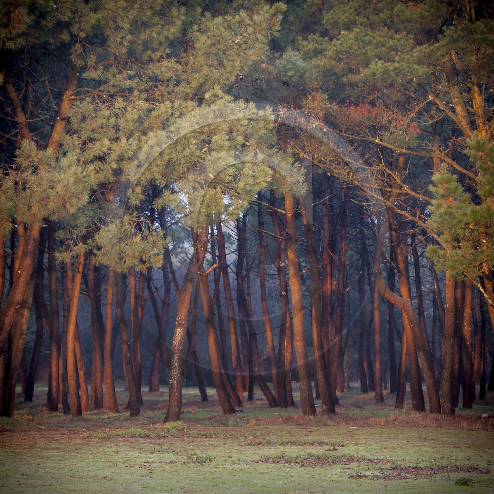 La forêt d' Erdeven (56410).
