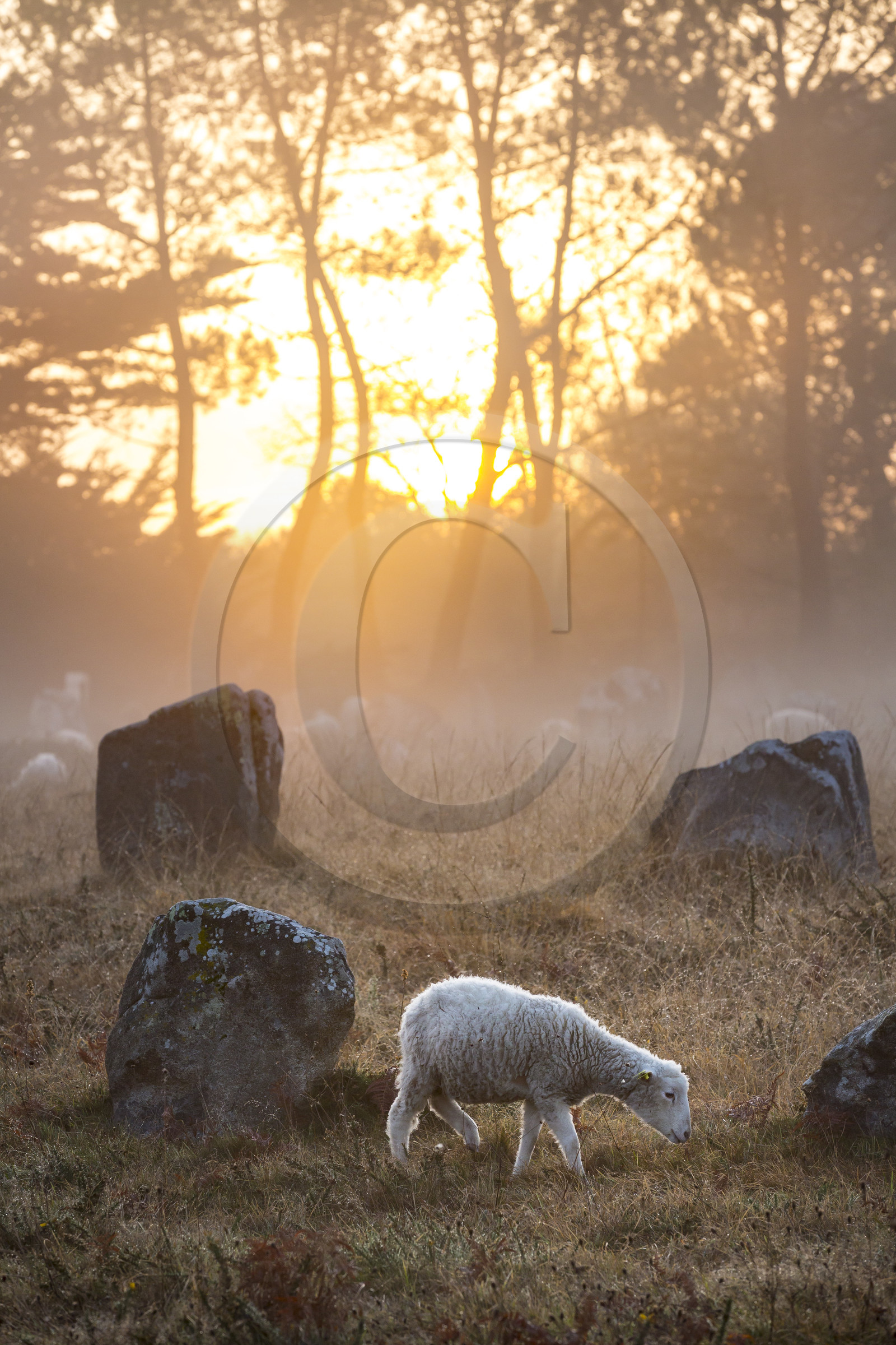 Alignements du Ménec à Carnac