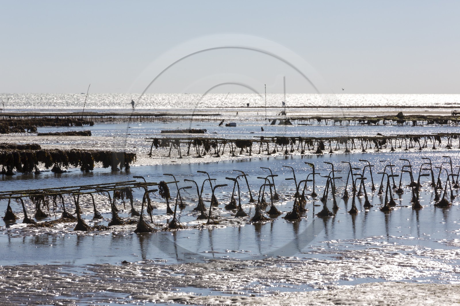 Parcs à huître_Plouharnel