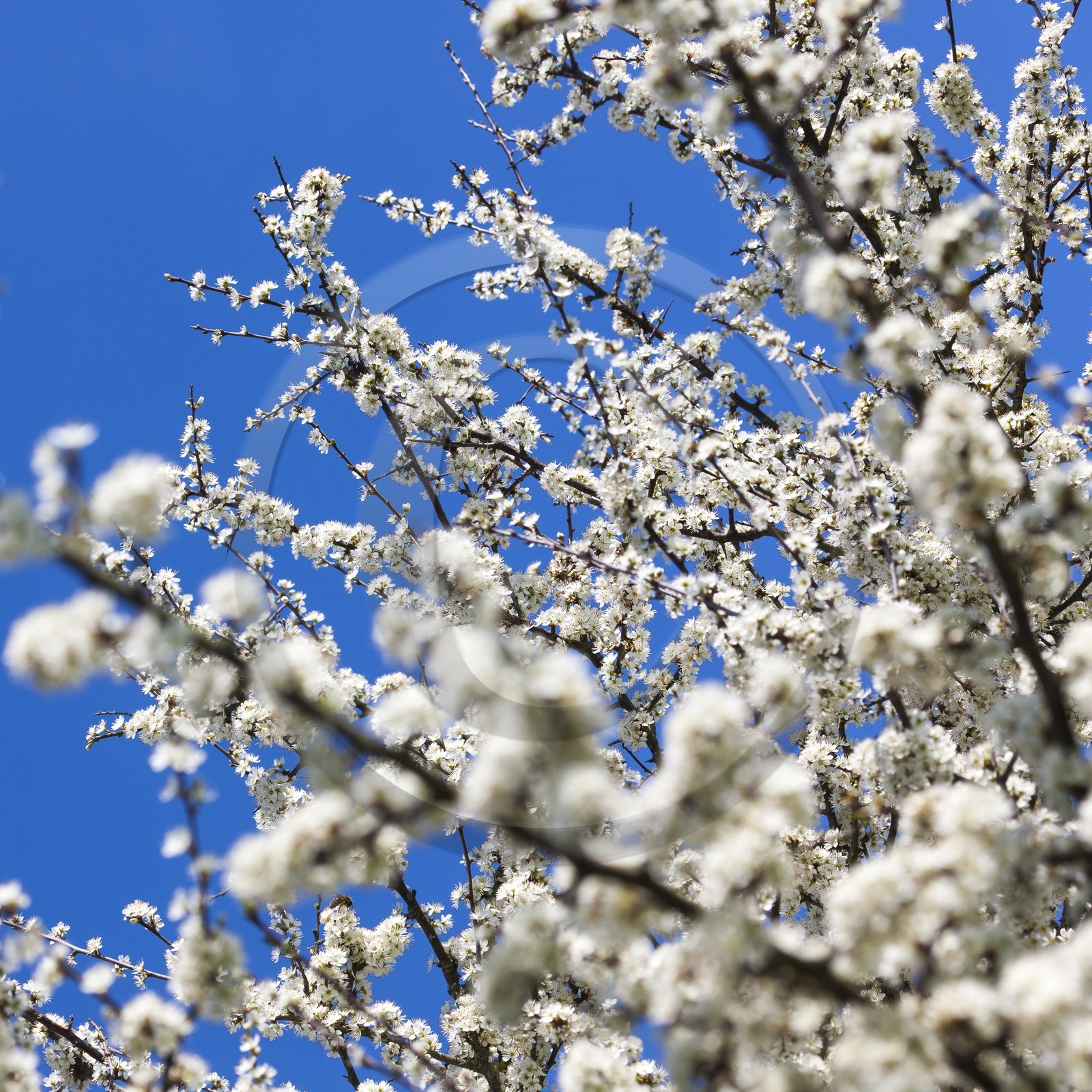 Prunelliers en fleurs_Erdeven
