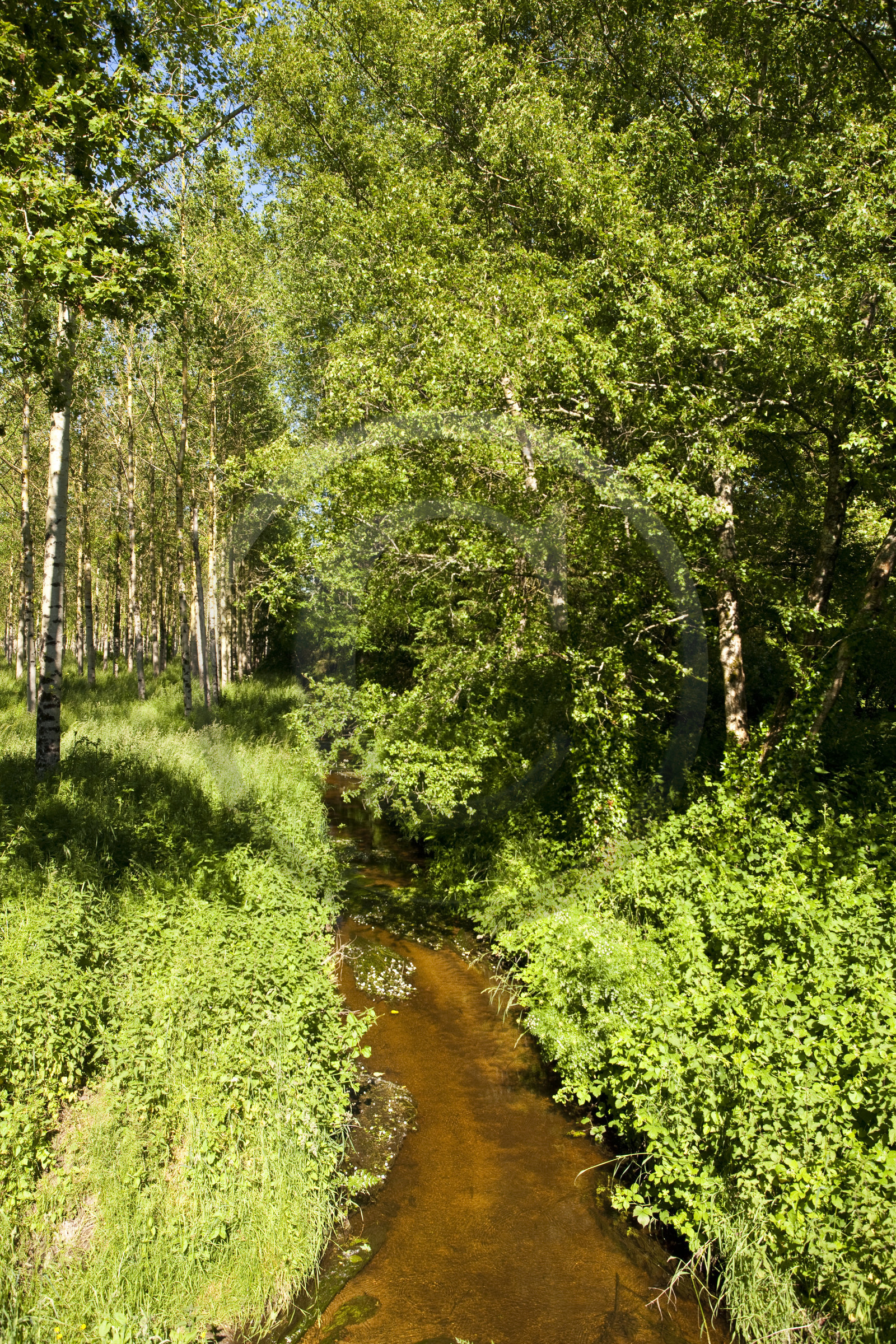Le ruisseau le Rion sur la commune de Brandérion