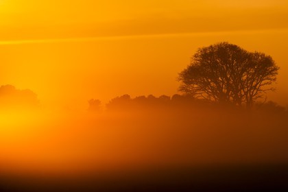 champ dans la brume_Erdeven