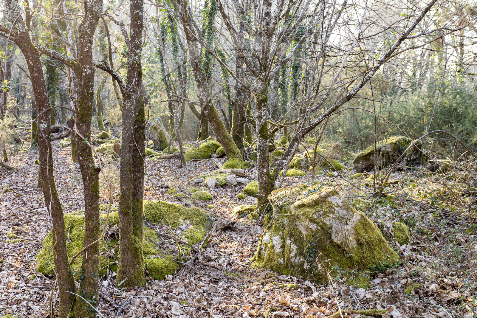 Le site mégalithique Le Castellic à Carnac