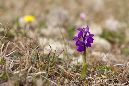 Orchidée Anacamptis morio _Erdeven