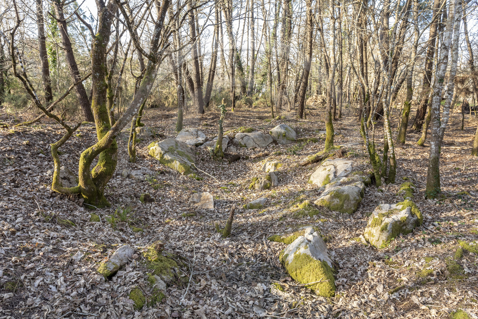 Le site mégalithique Le Castellic à Carnac