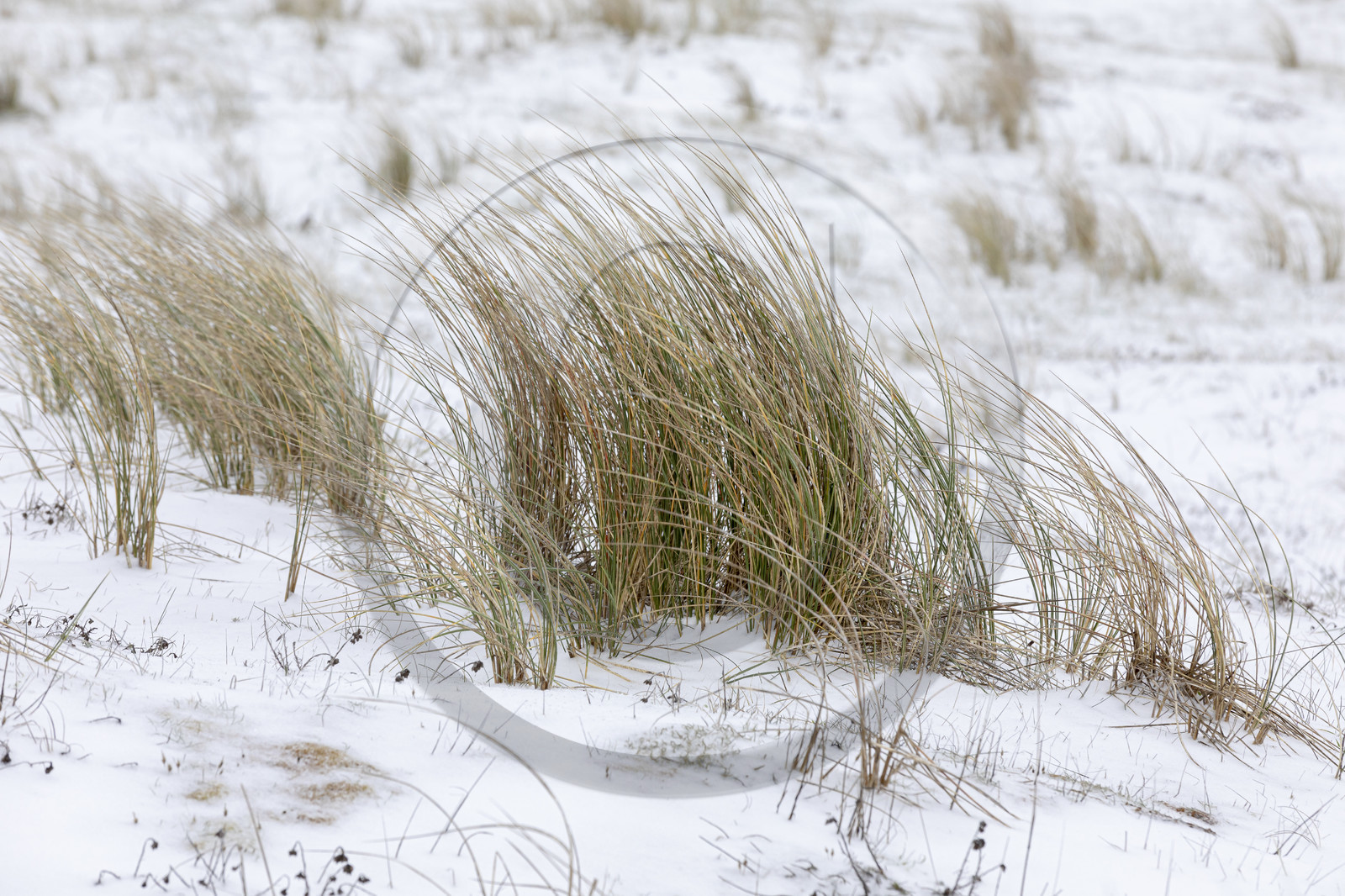 Oyat, dune enneigée à Erdeven