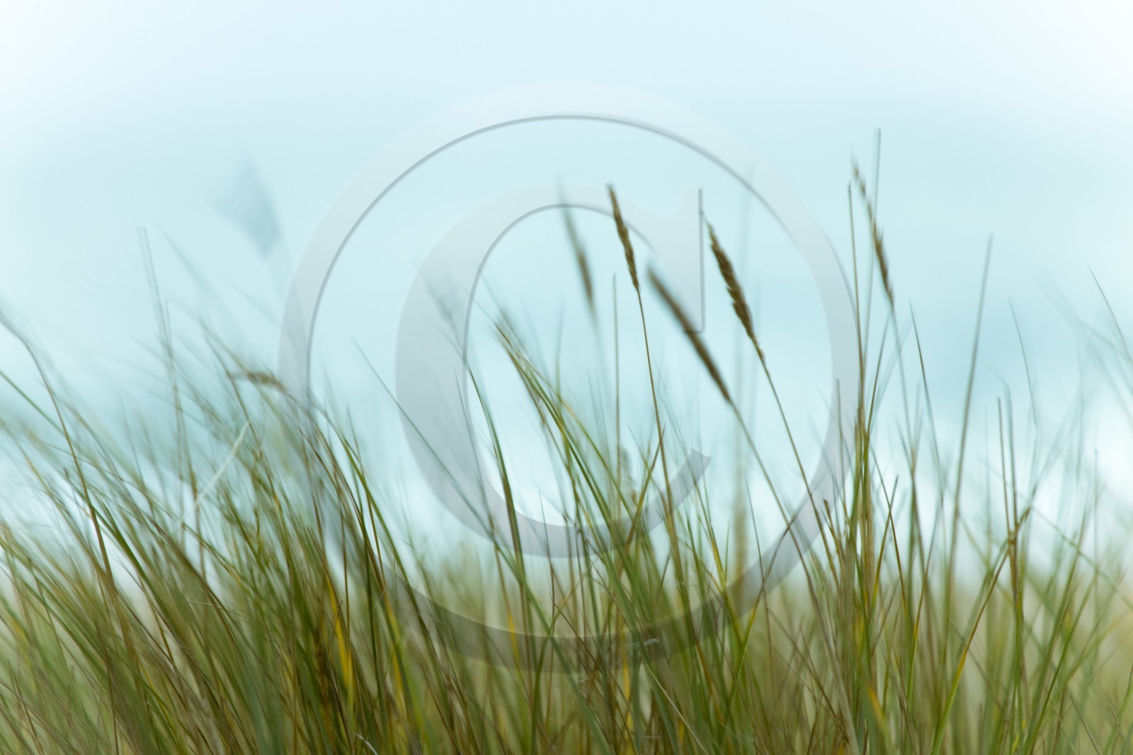 Oyat (Ammophila arenaria), recouvrant les dunes d'erdeven bercés par le vent_Erdeven_Morbihan