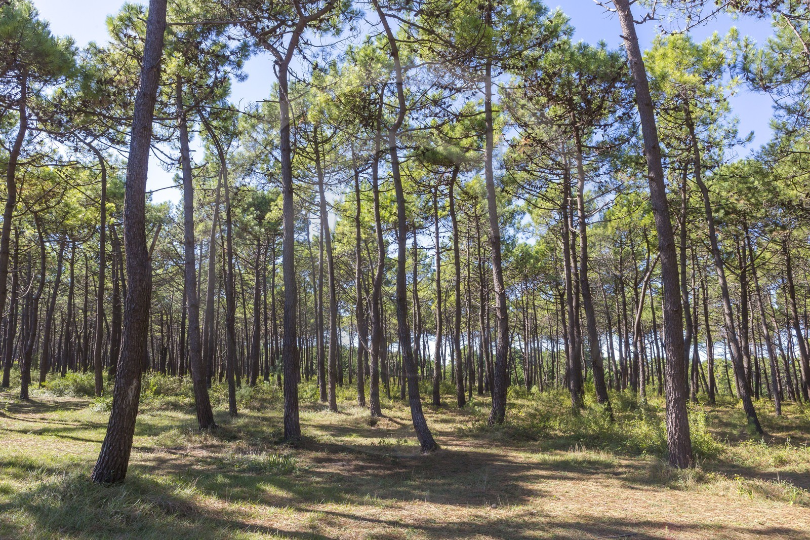Forêt domaniale de Plouharnel