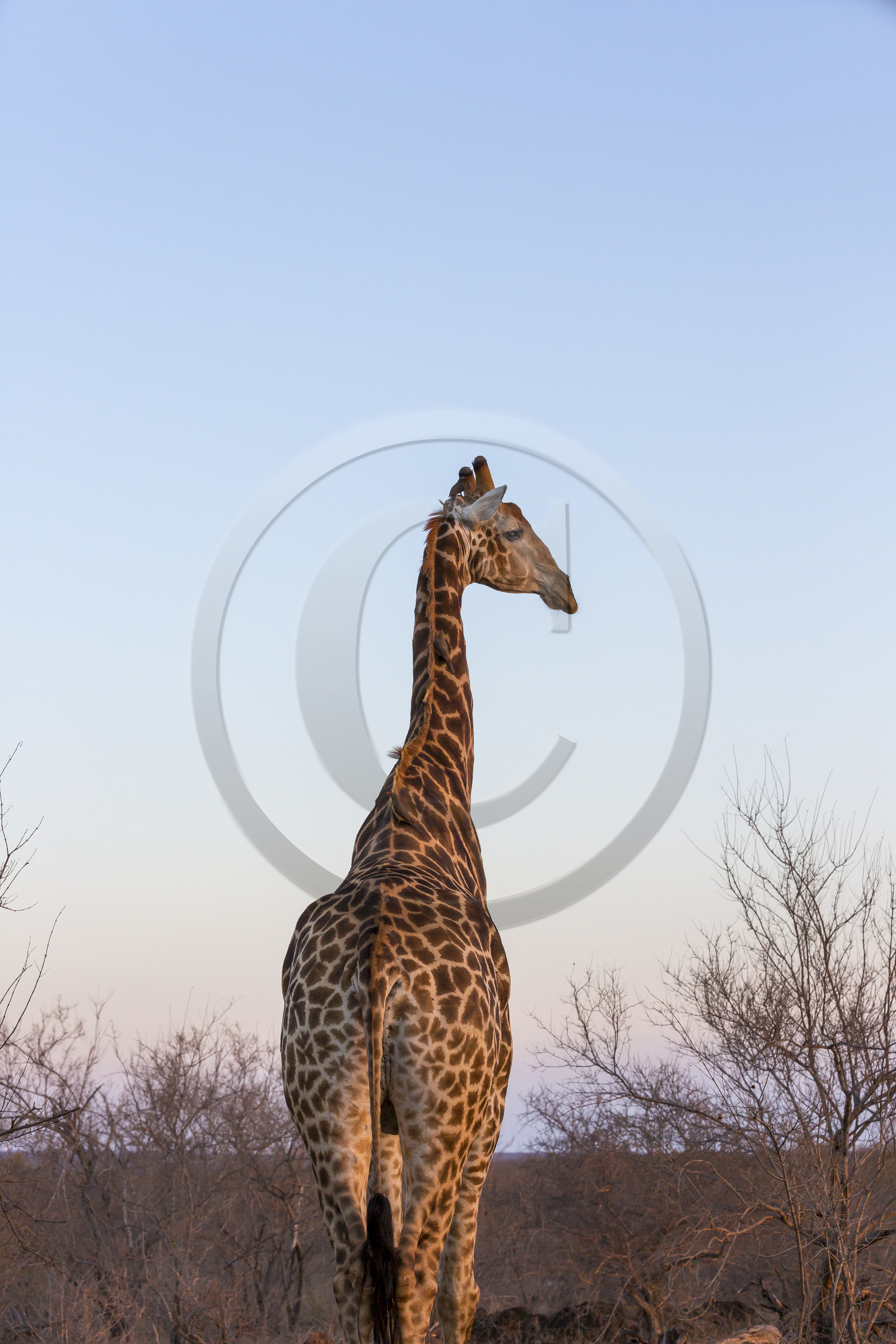 Girafe_Parc Krüger, Afrique du Sud