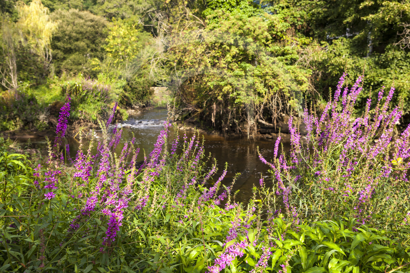 Pont-Scorff_Jardin d' Adol