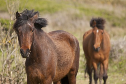 Pond of Loch _Guidel