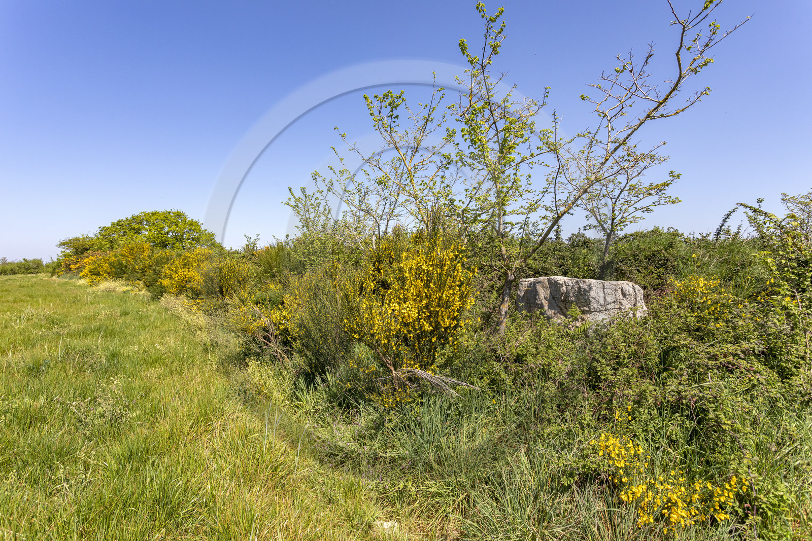 Menhir de Kerbigot à Sarzeau