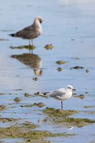 Mouettes rieuses _ Gavres