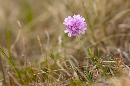 Armérie maritime_Erdeven