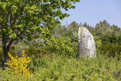 Le menhir de Kermaillard à Sarzeau