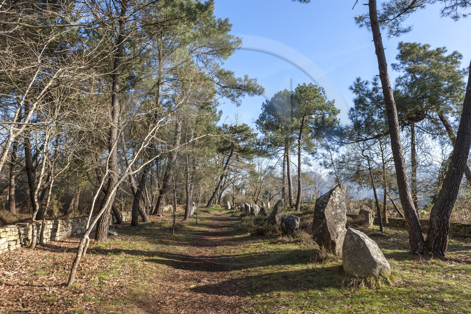 Alignements du Petit Menec _ La Trinite sur Mer