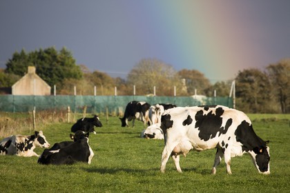 Vaches au paturage  à Erdeven