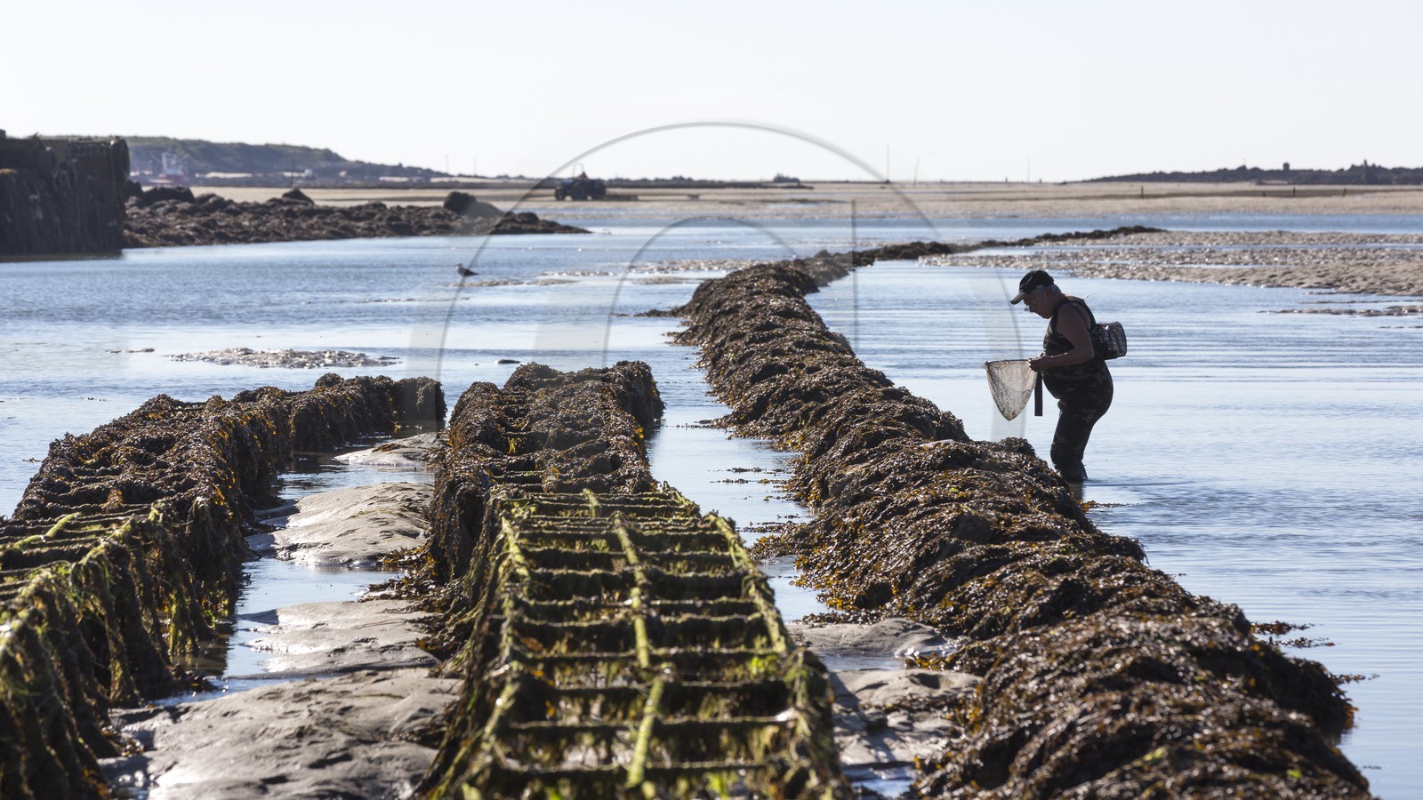 Pêche à pied_Plouharnel