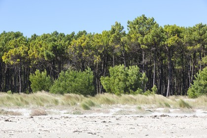 the white sand beach in Plouharnel