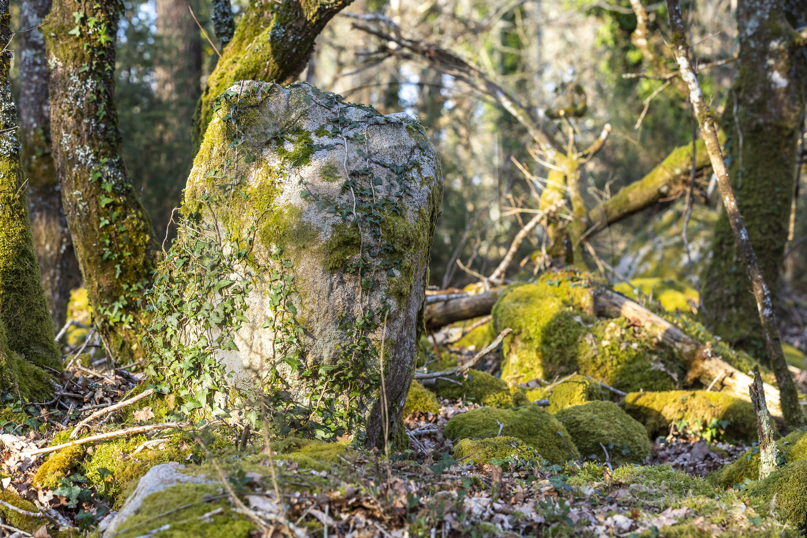 Le site mégalithique Le Castellic à Carnac