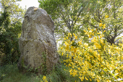 menhir de Men er Palud _ Saint-Gildas-de-Rhuys