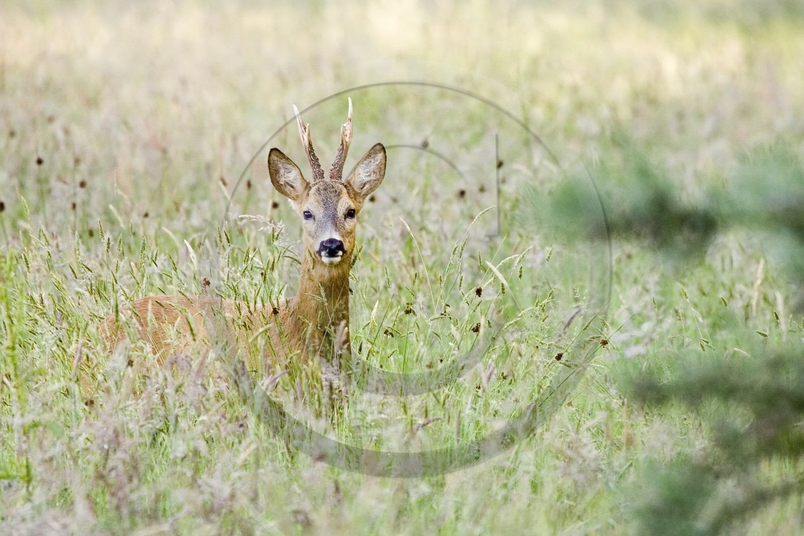 Chevreuil dans la forêt d'Erdeven