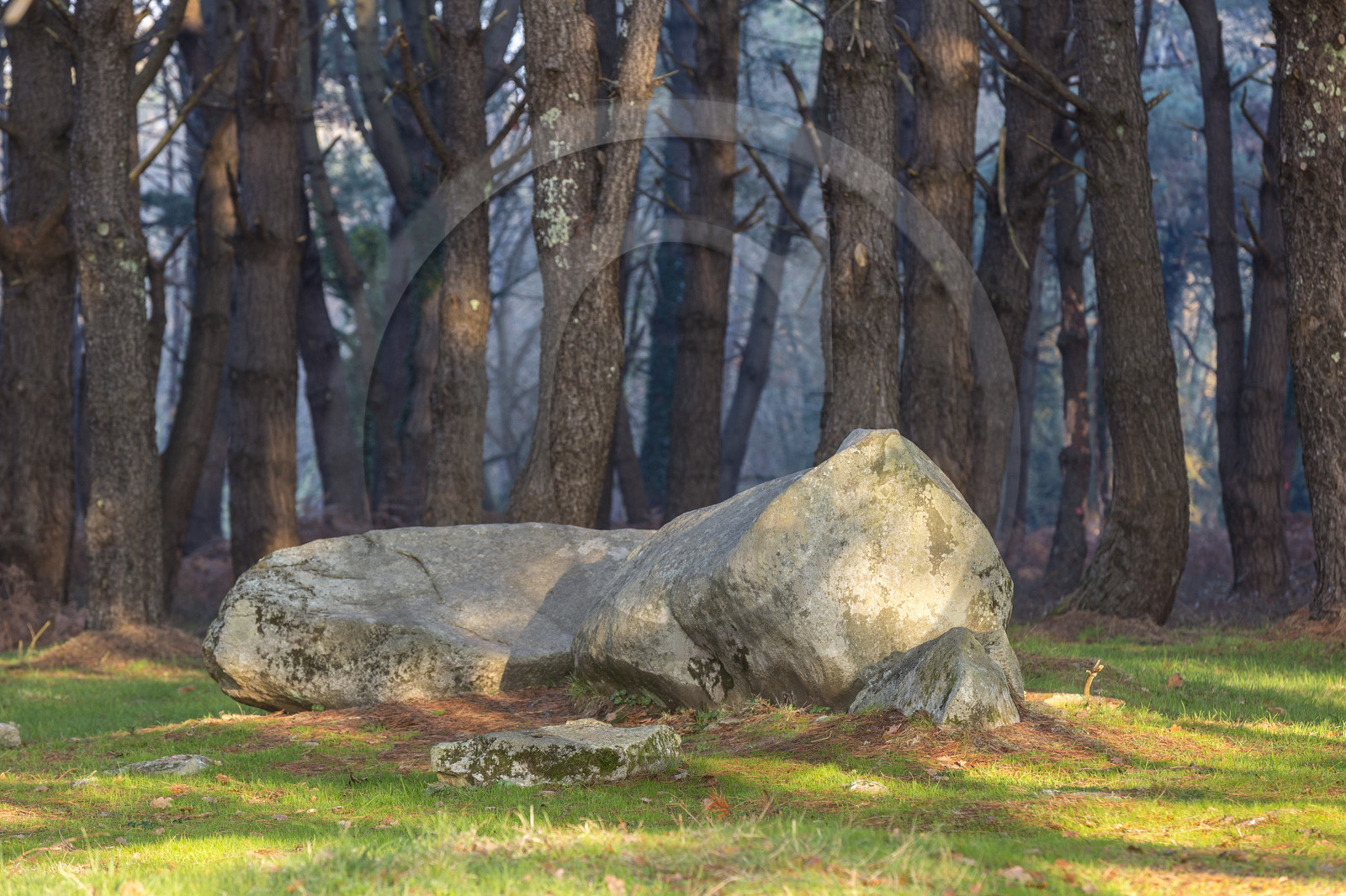 Bois à proximité des alignement de Kerlescan_Carnac