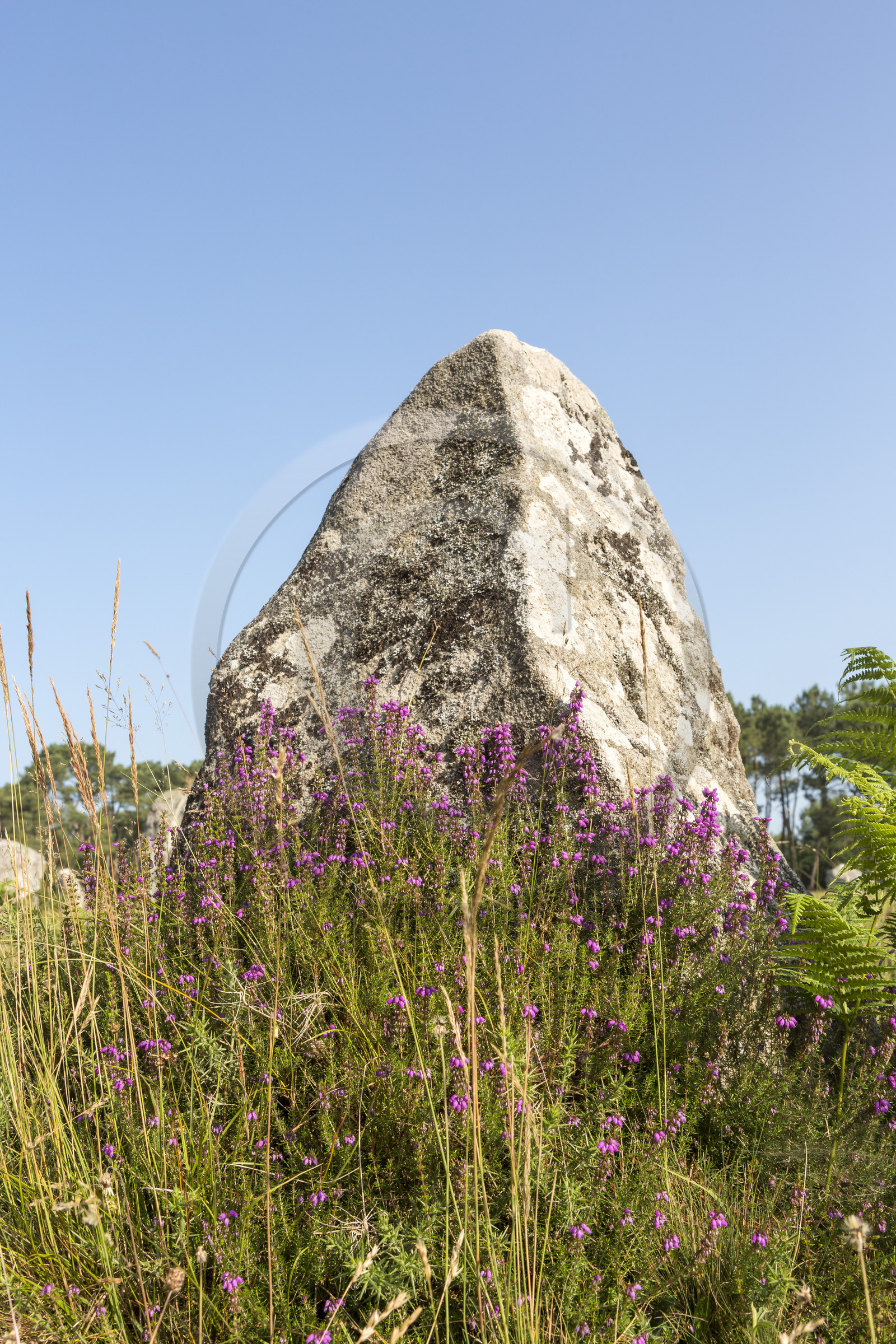 Les alignements de Kerlescan _ Carnac