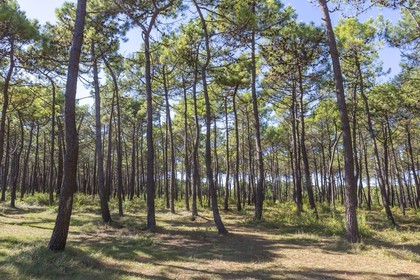Forest of Plouharnel