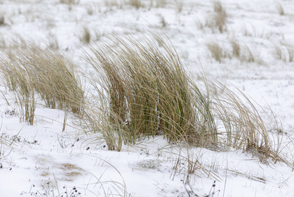 Oyat, dune enneigée à Erdeven