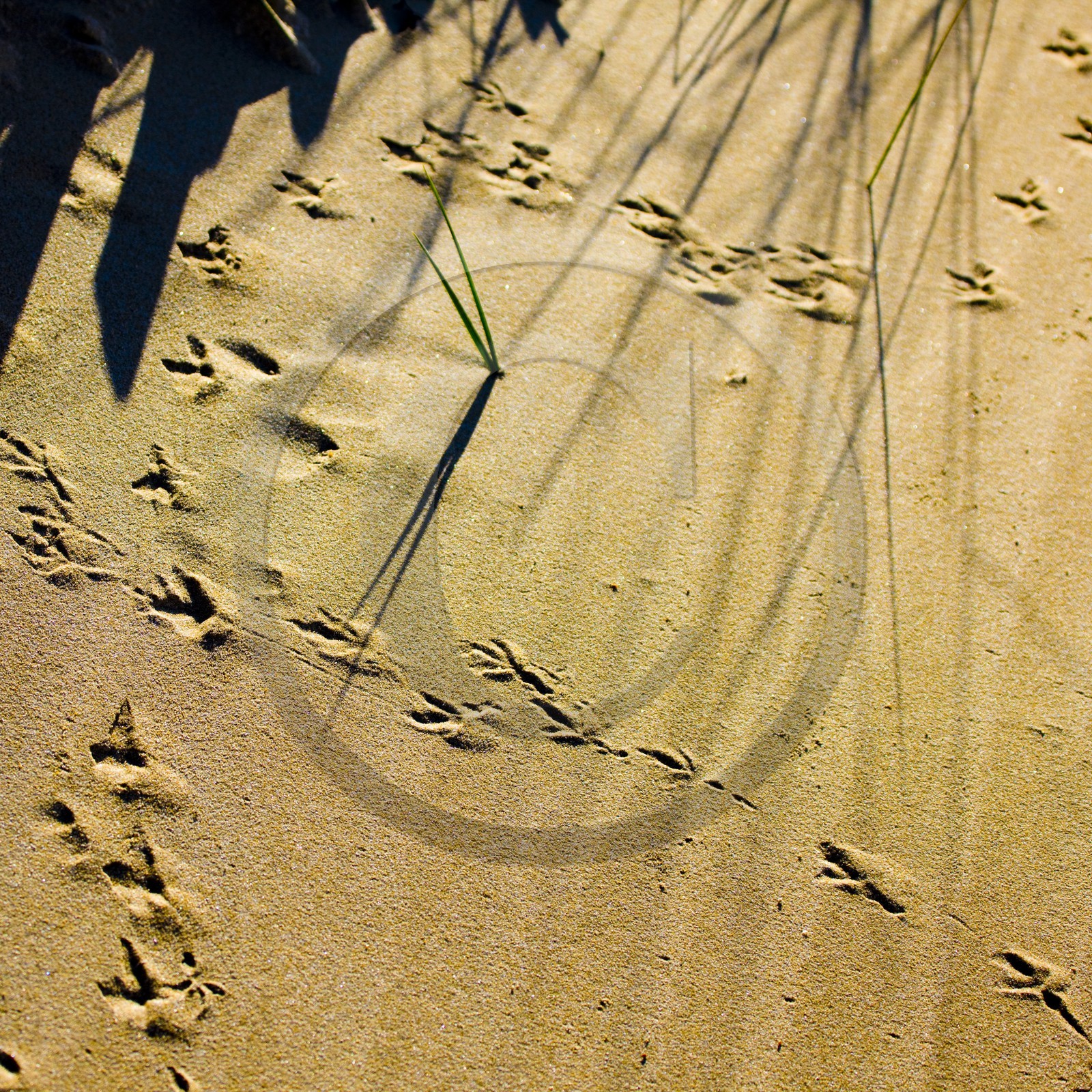 Jeux de lumière dans les dunes de sable d'Erdeven