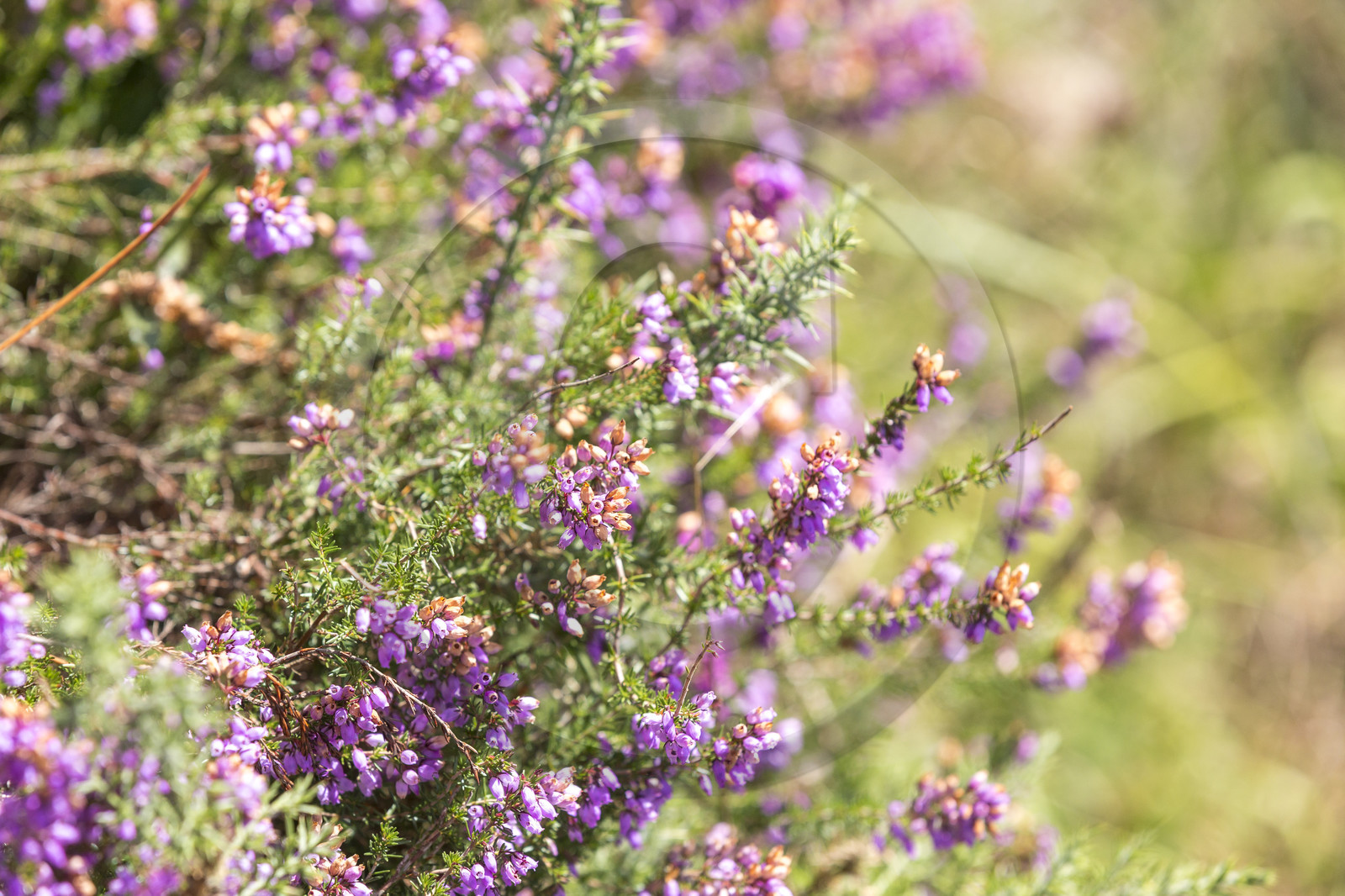 Bruyère au bord de la Laïta _ Guidel