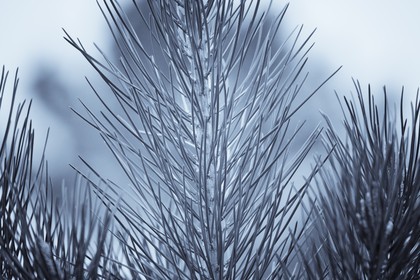 pin maritime _Erdeven