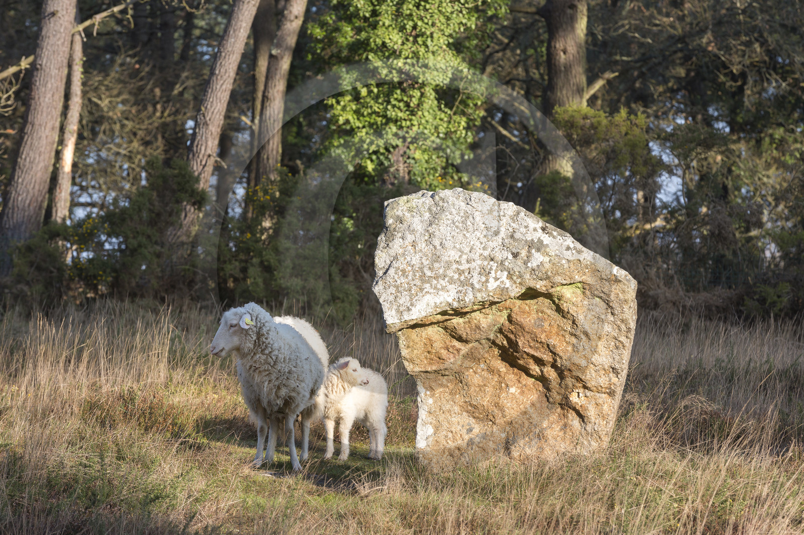 Alignements de Kermario _ Carnac