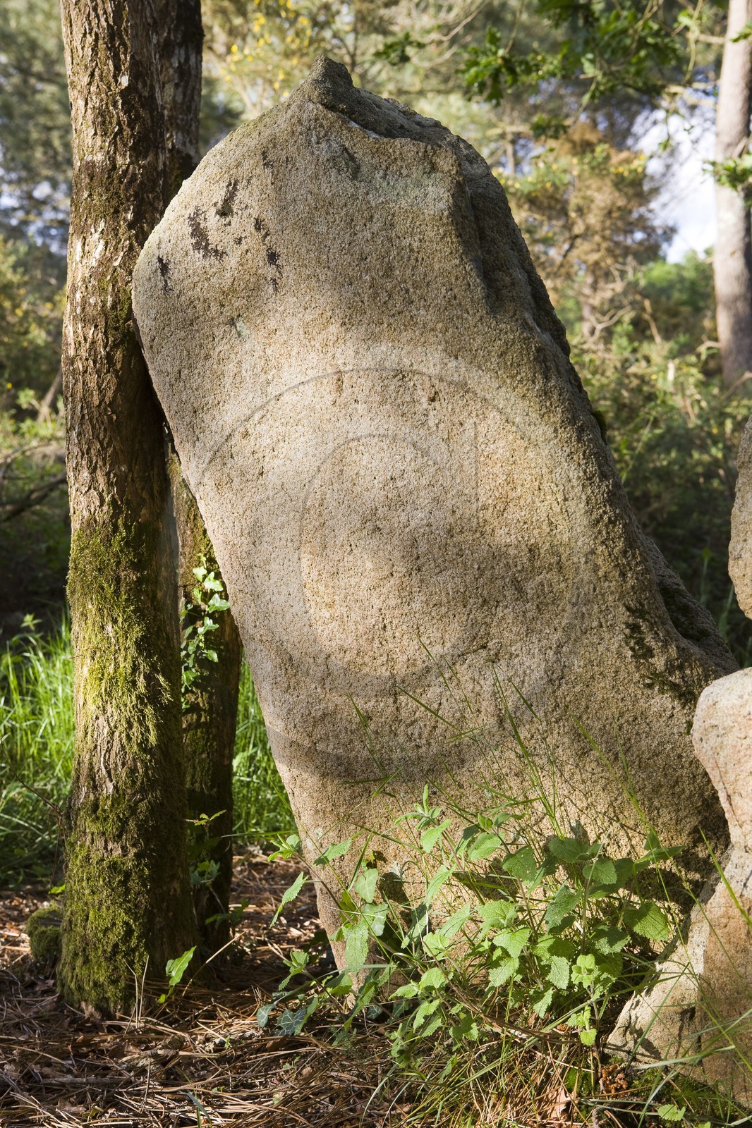 Menhir proche de Mane?-Braz_Erdeven