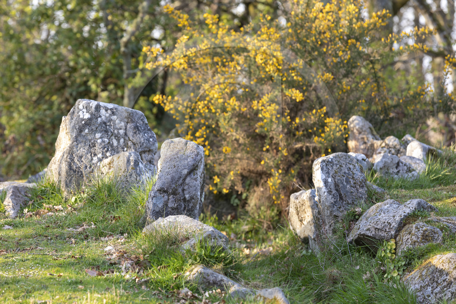 Le site mégalithiques de Mané Bogad à Ploemel