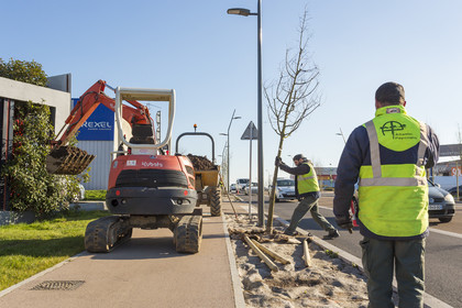 Triskell_Arbres_Queudet