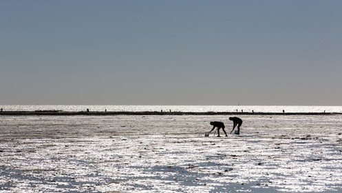 Shellfish gathering_Plouharnel