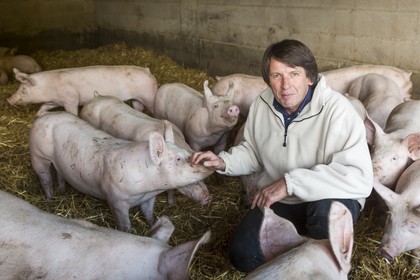 Elevage de porc sur paille