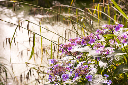 Pont-Scorff, Garden of Adol.