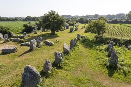 Alignements de Kerzerho _ Erdeven